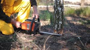 Reliable Cayuga, IN Tree Removal Solutions